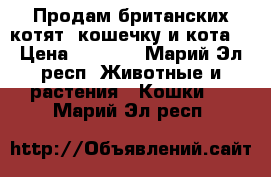 Продам британских котят (кошечку и кота) › Цена ­ 1 000 - Марий Эл респ. Животные и растения » Кошки   . Марий Эл респ.